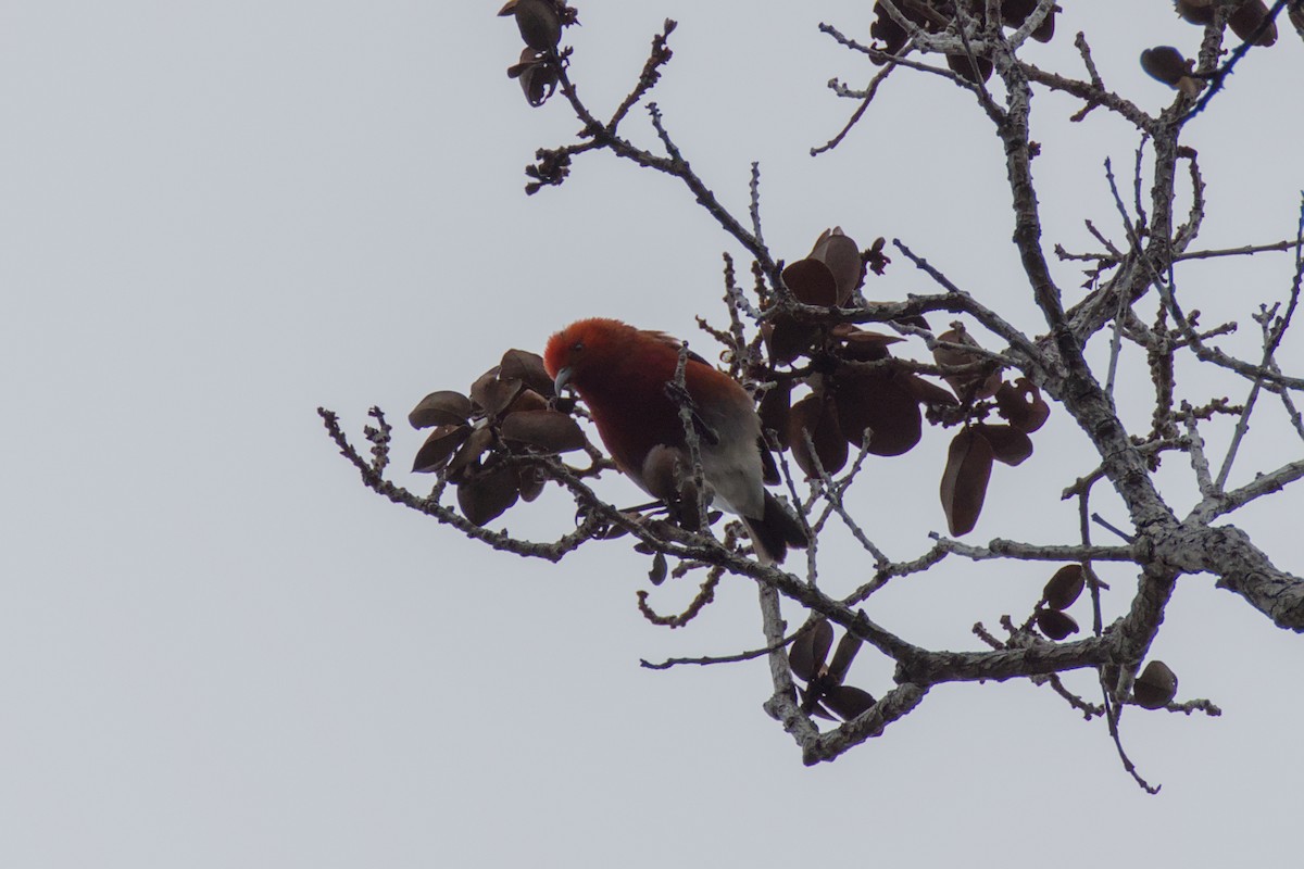 Apapane - ML647206566