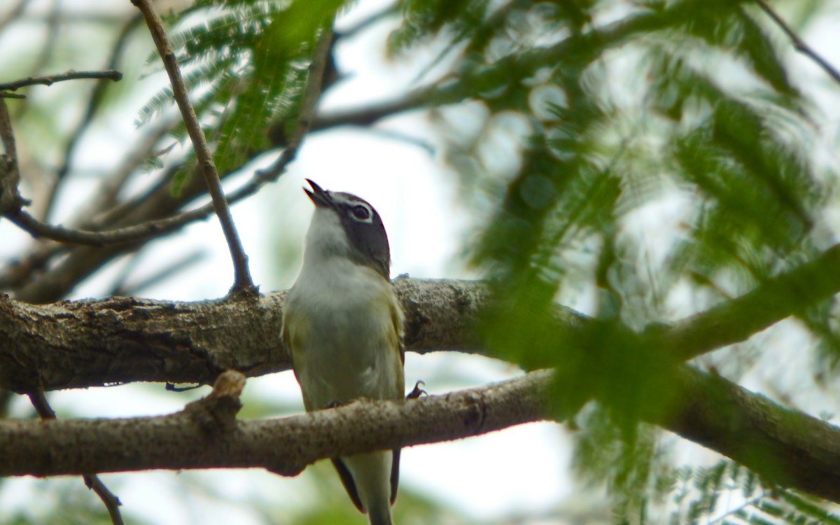 Blue-headed Vireo - ML647206567
