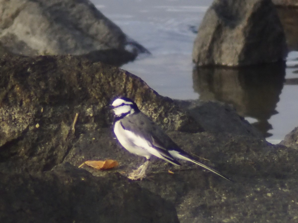 Плиска біла (підвид lugens) - ML647206571