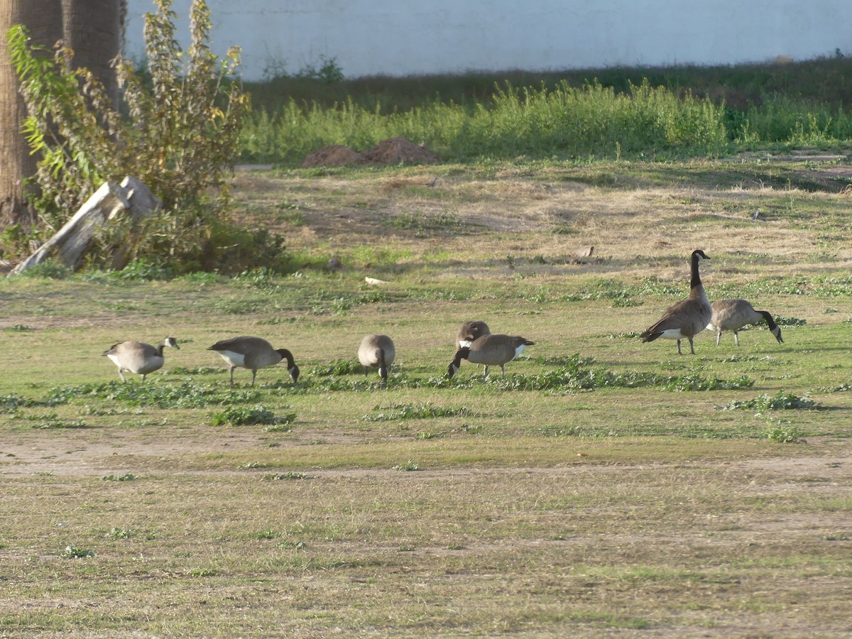 Kanadagans - ML647206591