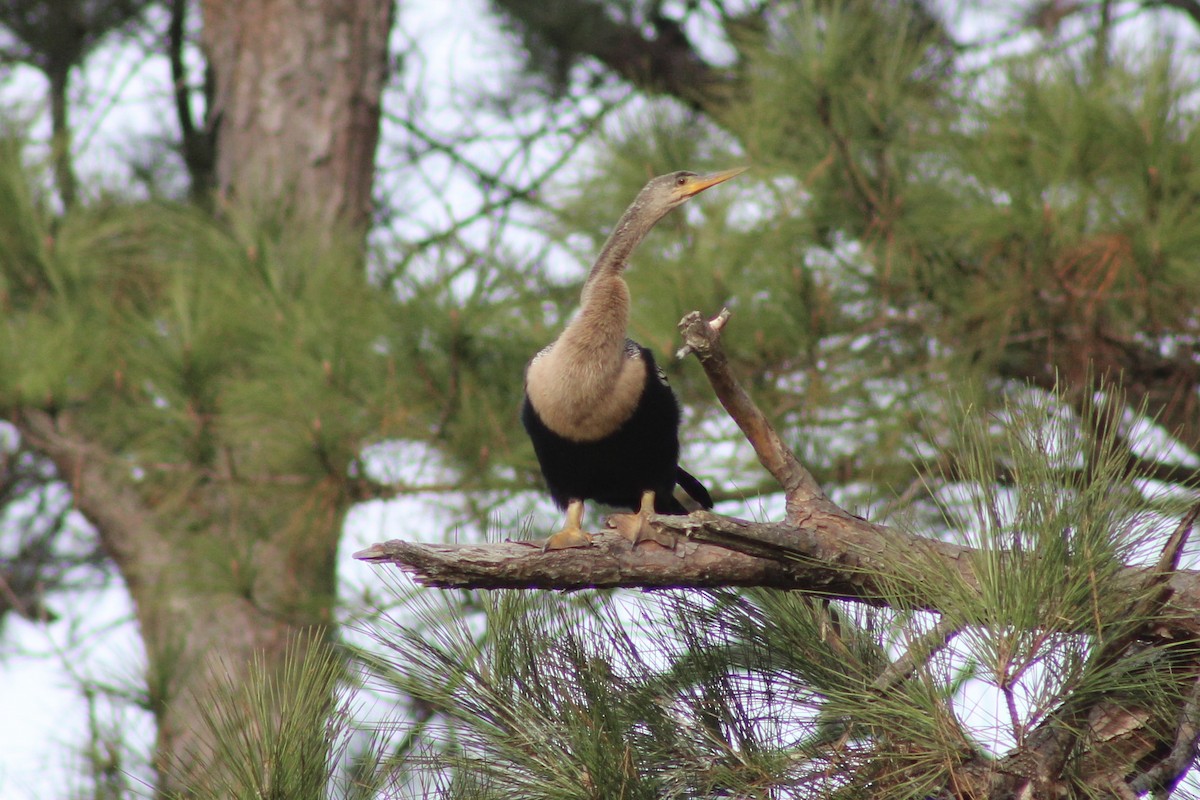 Anhinga - ML647206592