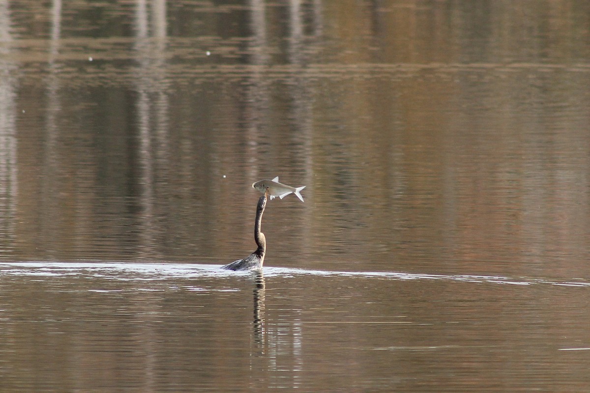 Anhinga - ML647206593