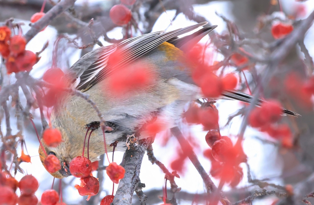 ギンザンマシコ - ML647206596