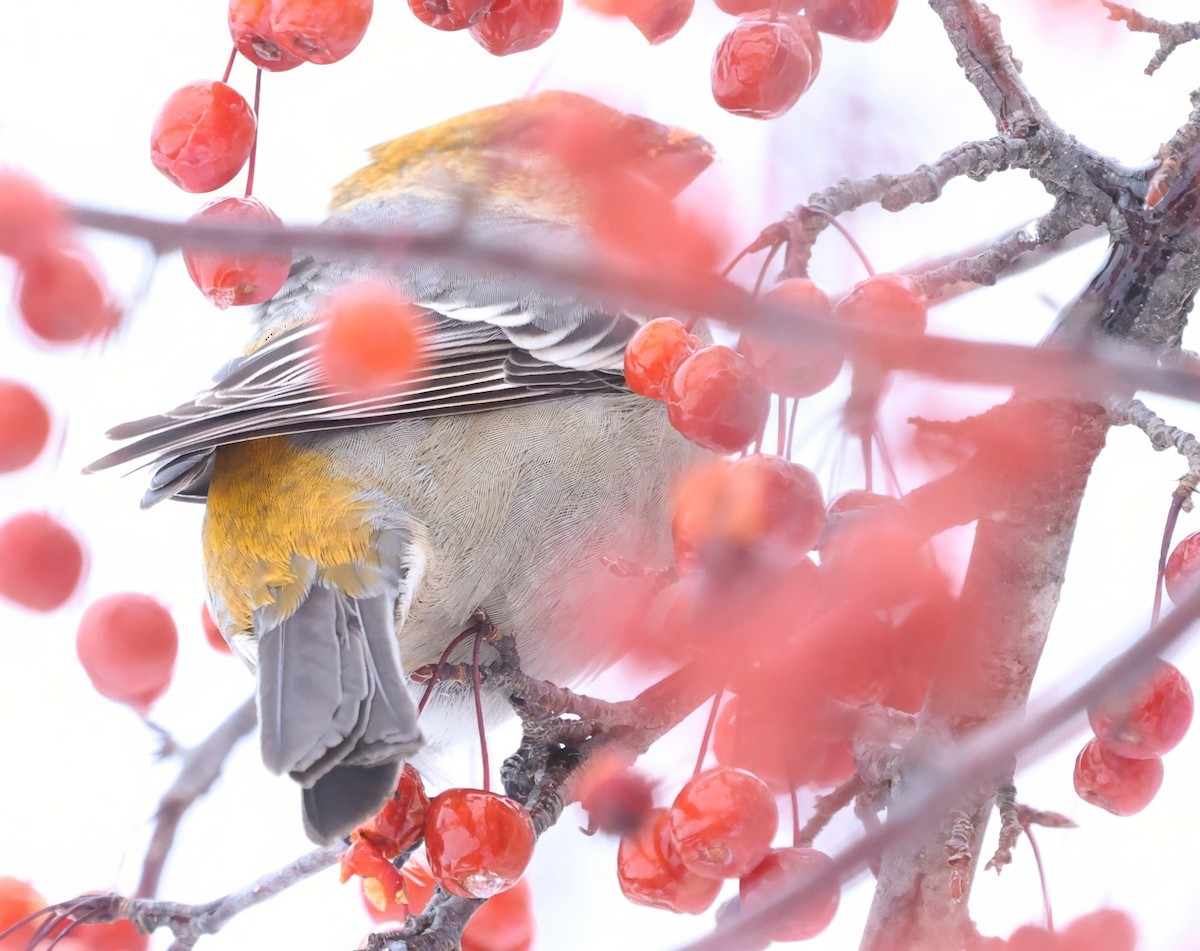 ギンザンマシコ - ML647206612