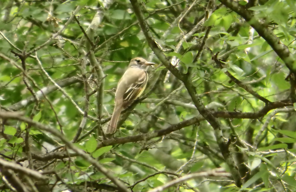 Great Crested Flycatcher - ML647206615