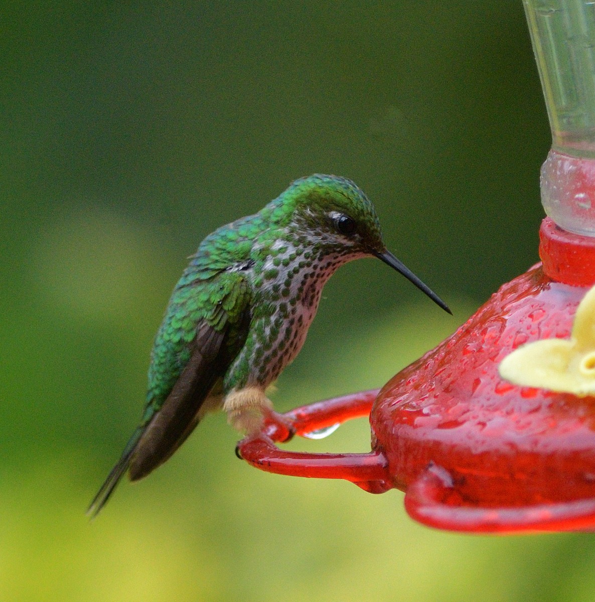 Peru Raketkuyruğu - ML647206617