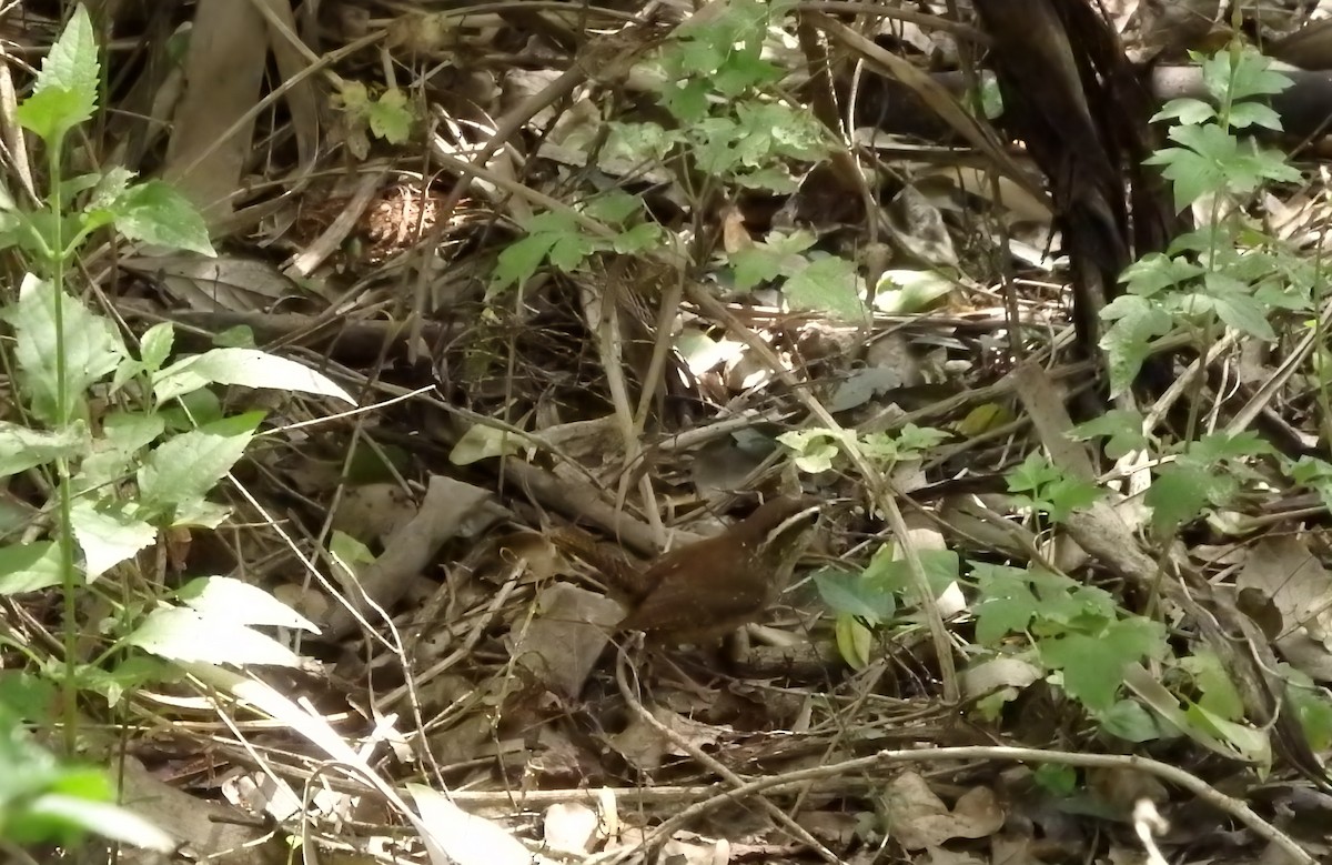Carolina Wren - ML647206620
