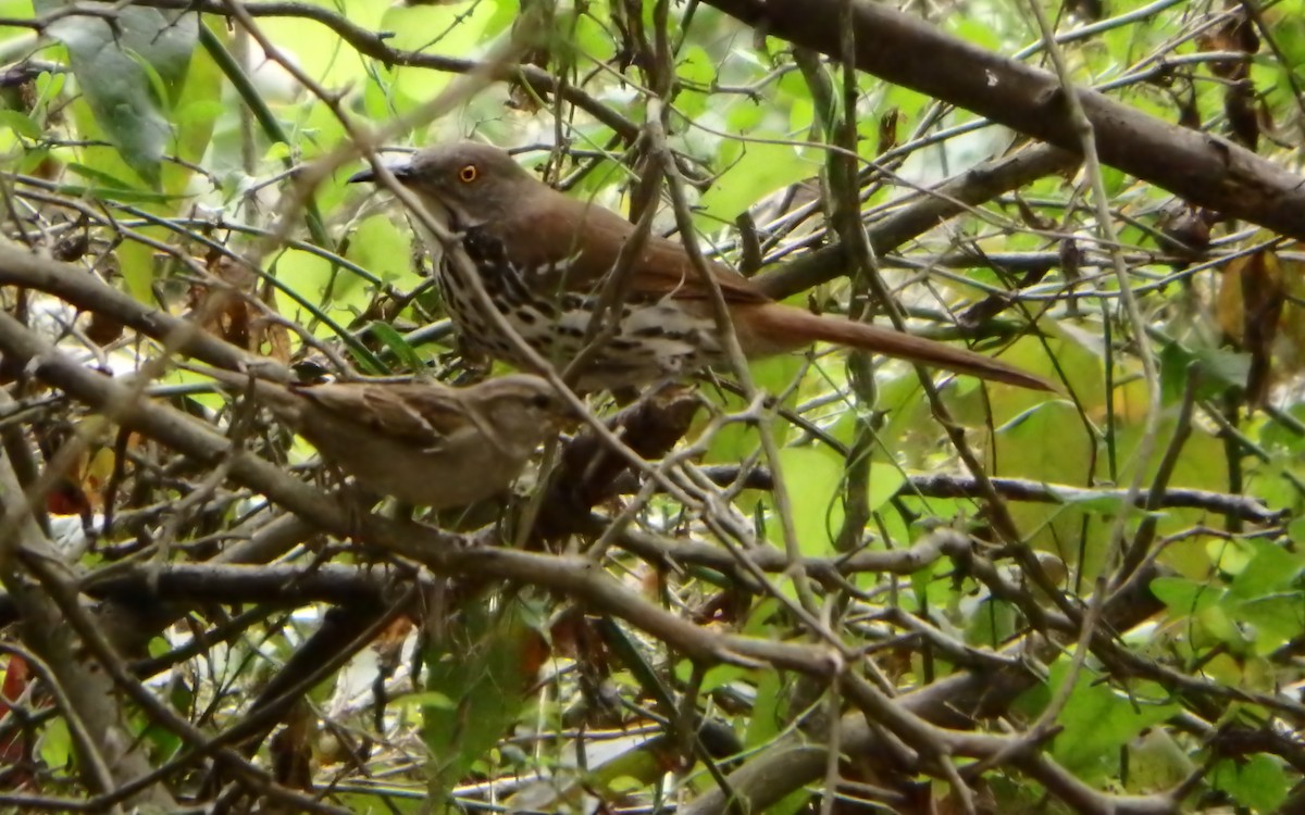 Long-billed Thrasher - ML647206636