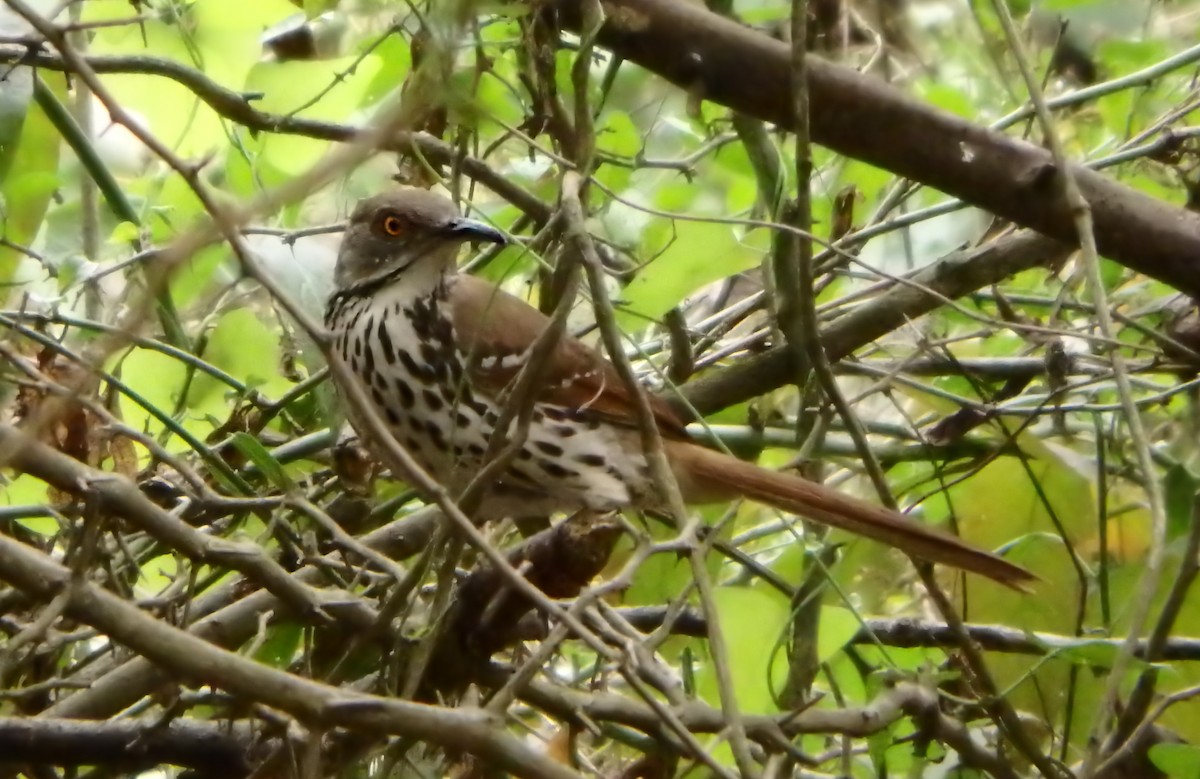 Long-billed Thrasher - ML647206637