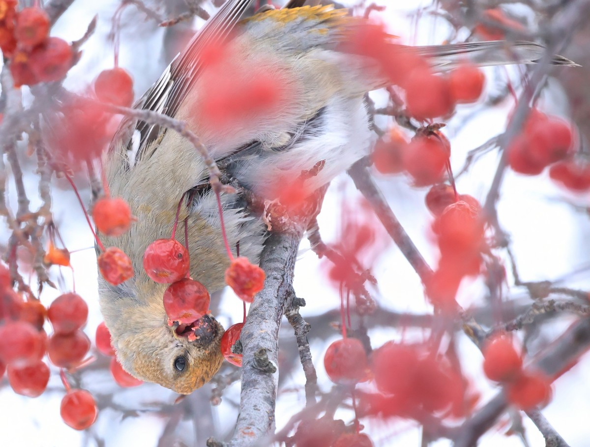 ギンザンマシコ - ML647206639