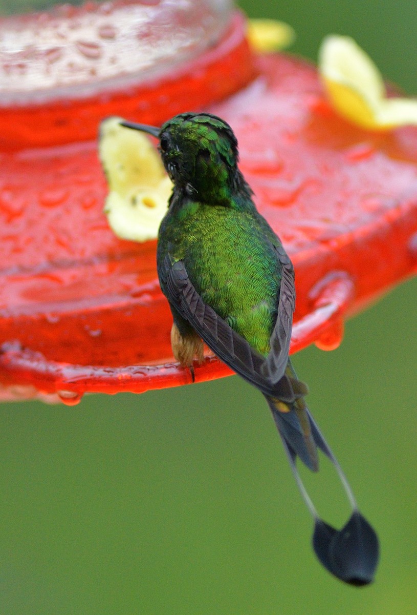 Peru Raketkuyruğu - ML647206642