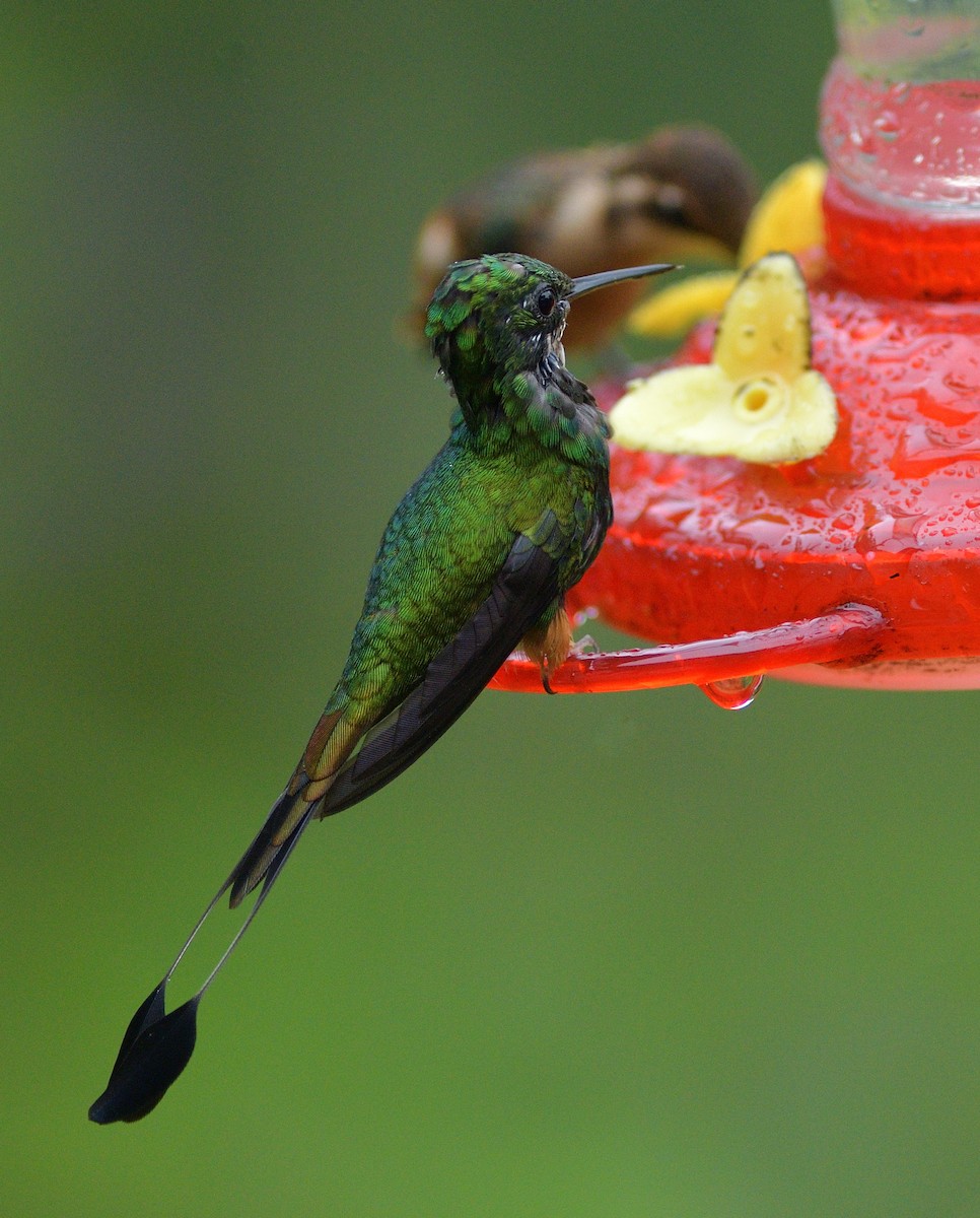 Peru Raketkuyruğu - ML647206643