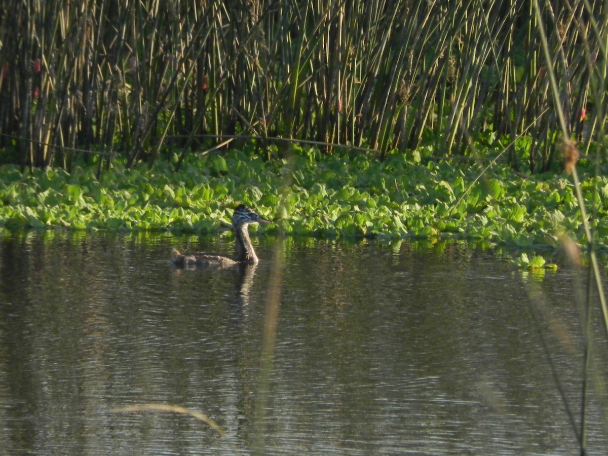 Great Grebe - ML647206647