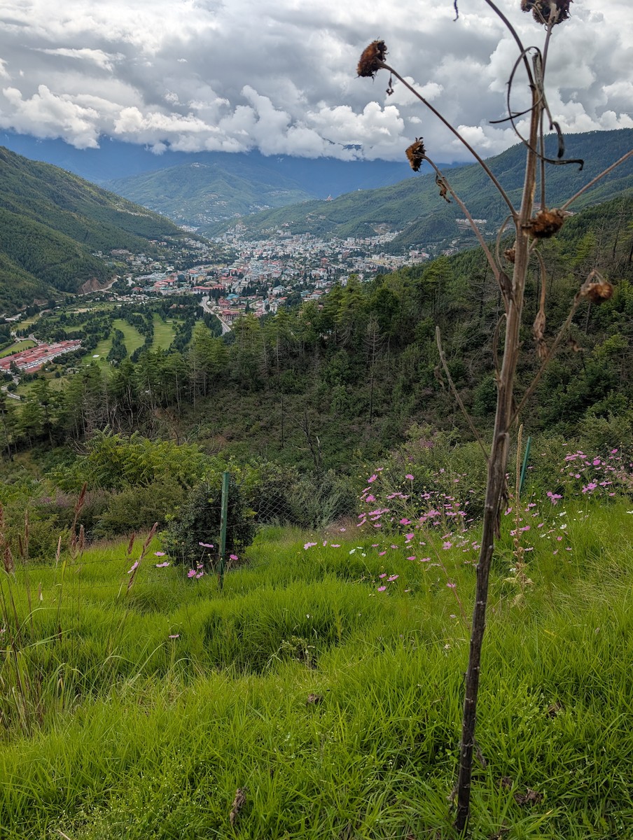 Red-billed Leiothrix - ML647206674