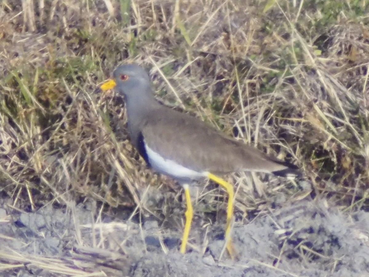 Чайка сіра - ML647206677