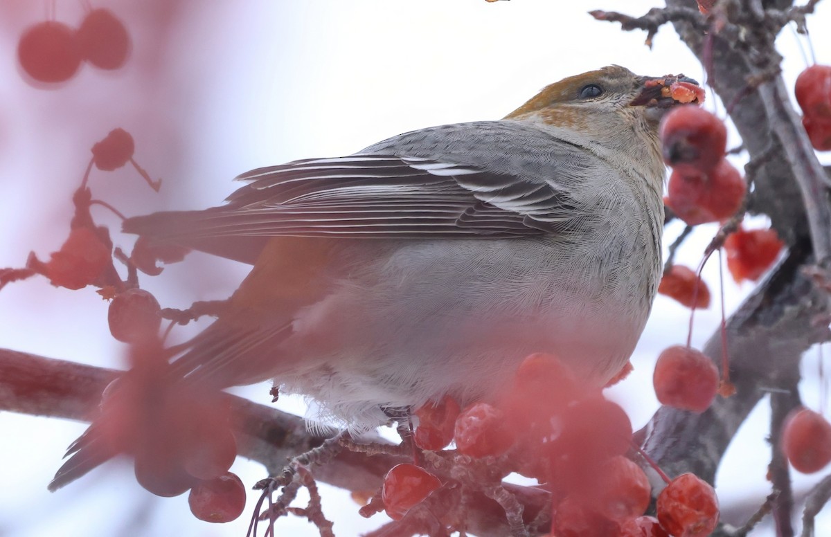 ギンザンマシコ - ML647206680