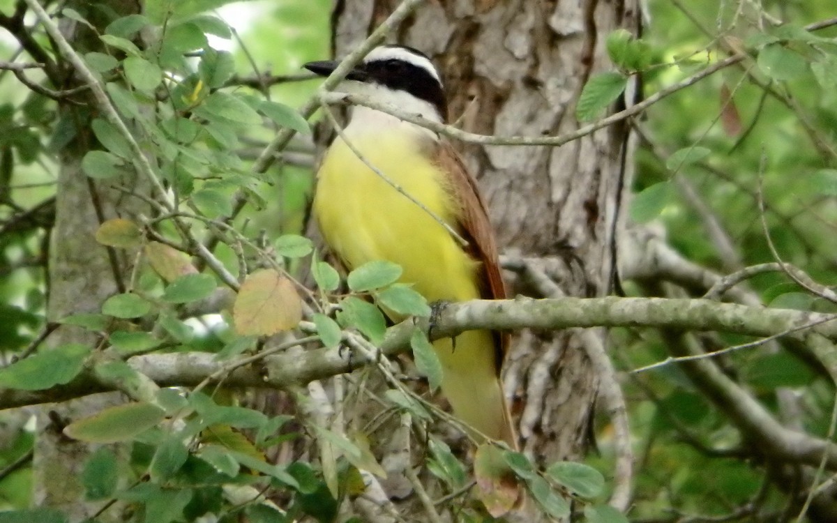 Great Kiskadee - ML647206682