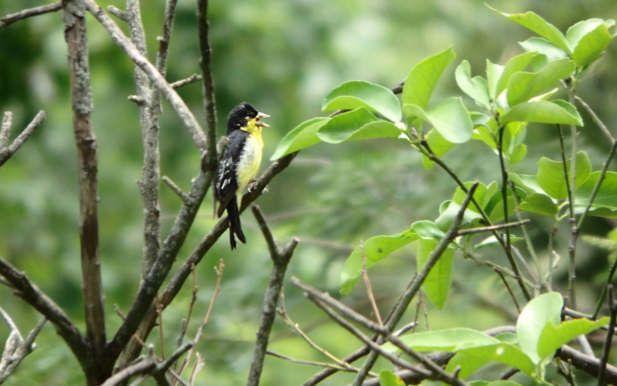 Lesser Goldfinch - ML647206685