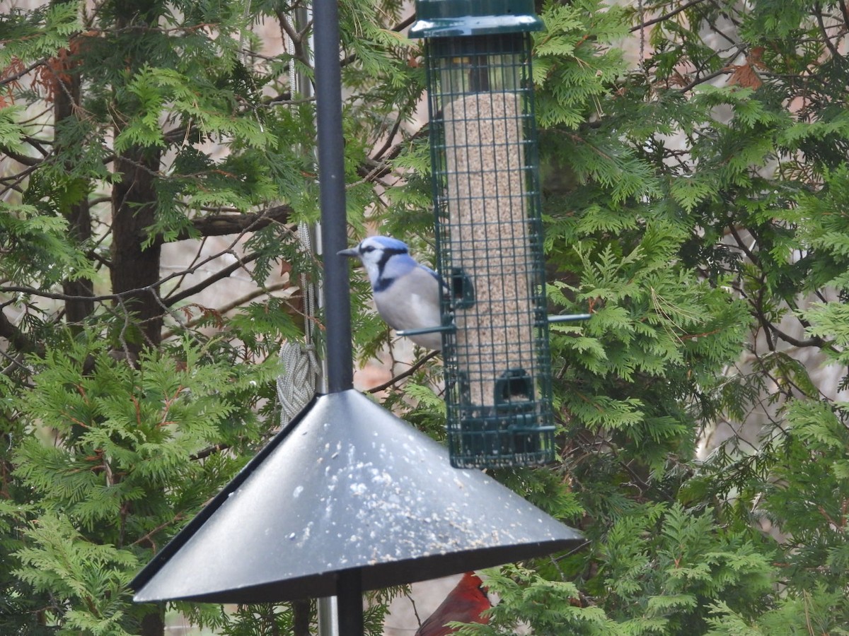 Blue Jay - ML647206686