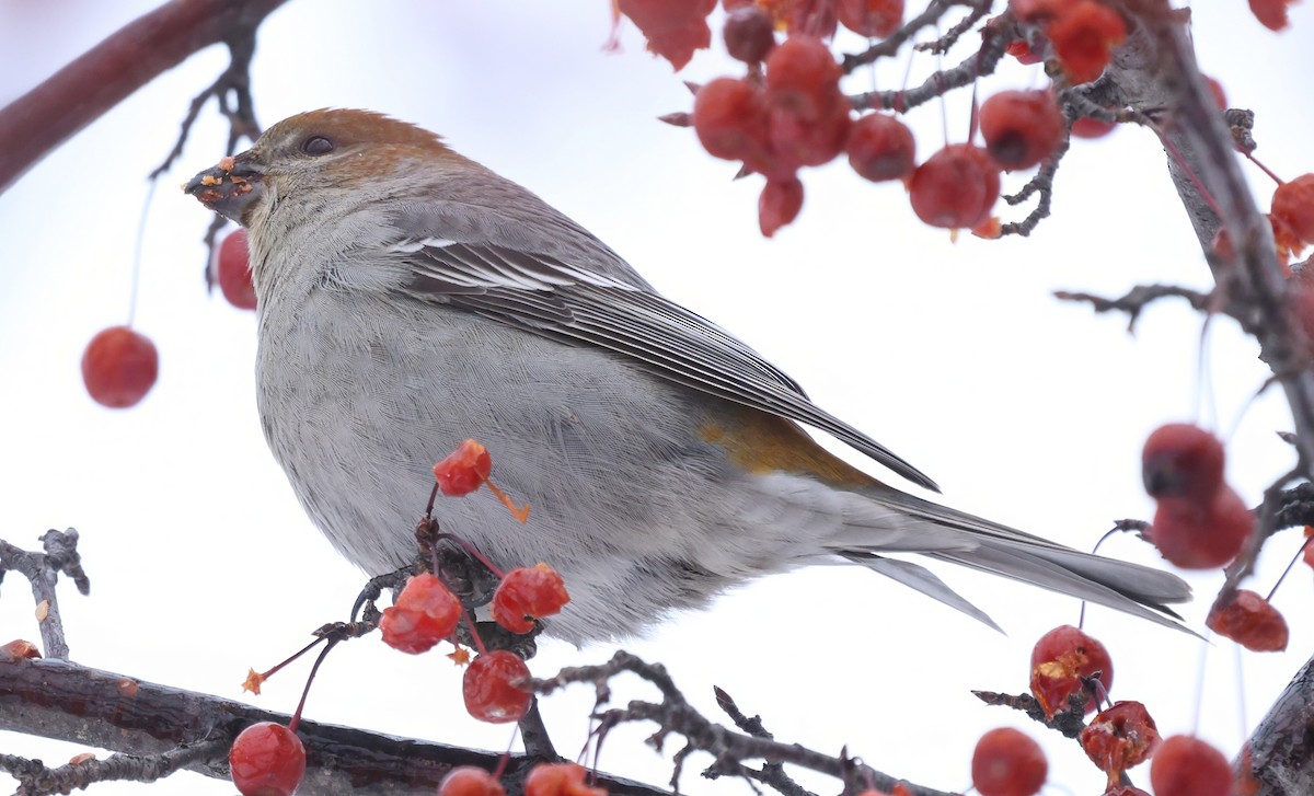 ギンザンマシコ - ML647206697