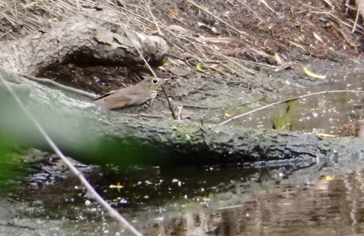 Swainson's Thrush - ML647206698