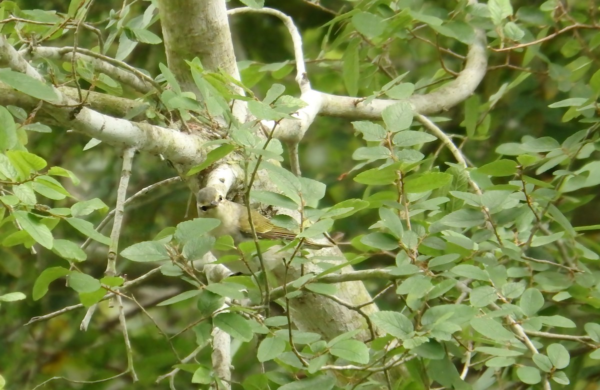 Червоїд світлобровий - ML647206702