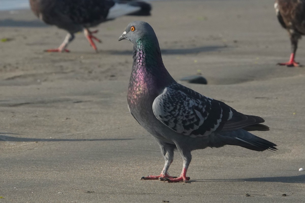 יונת בית - ML647206704