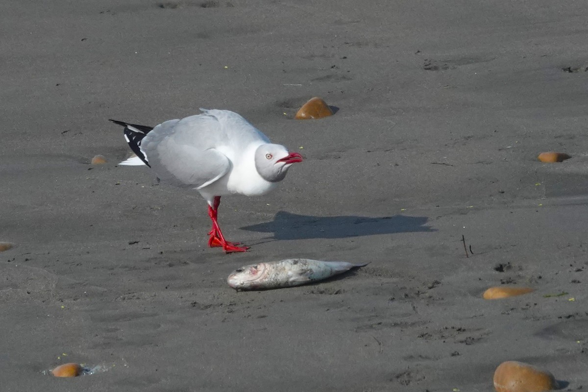 Мартин сіроголовий - ML647206710