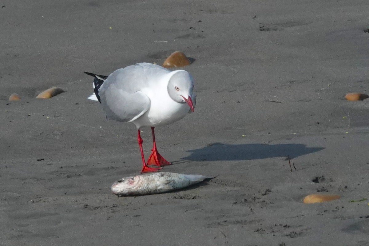 Мартин сіроголовий - ML647206711