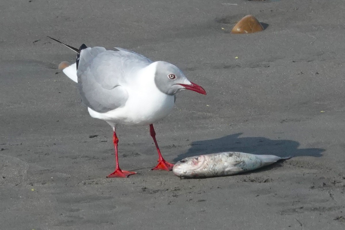 Мартин сіроголовий - ML647206712