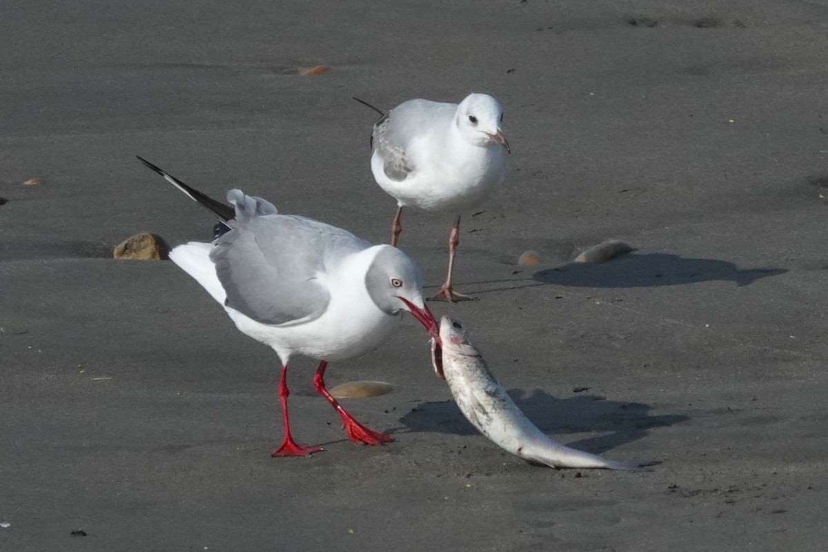 Мартин сіроголовий - ML647206713