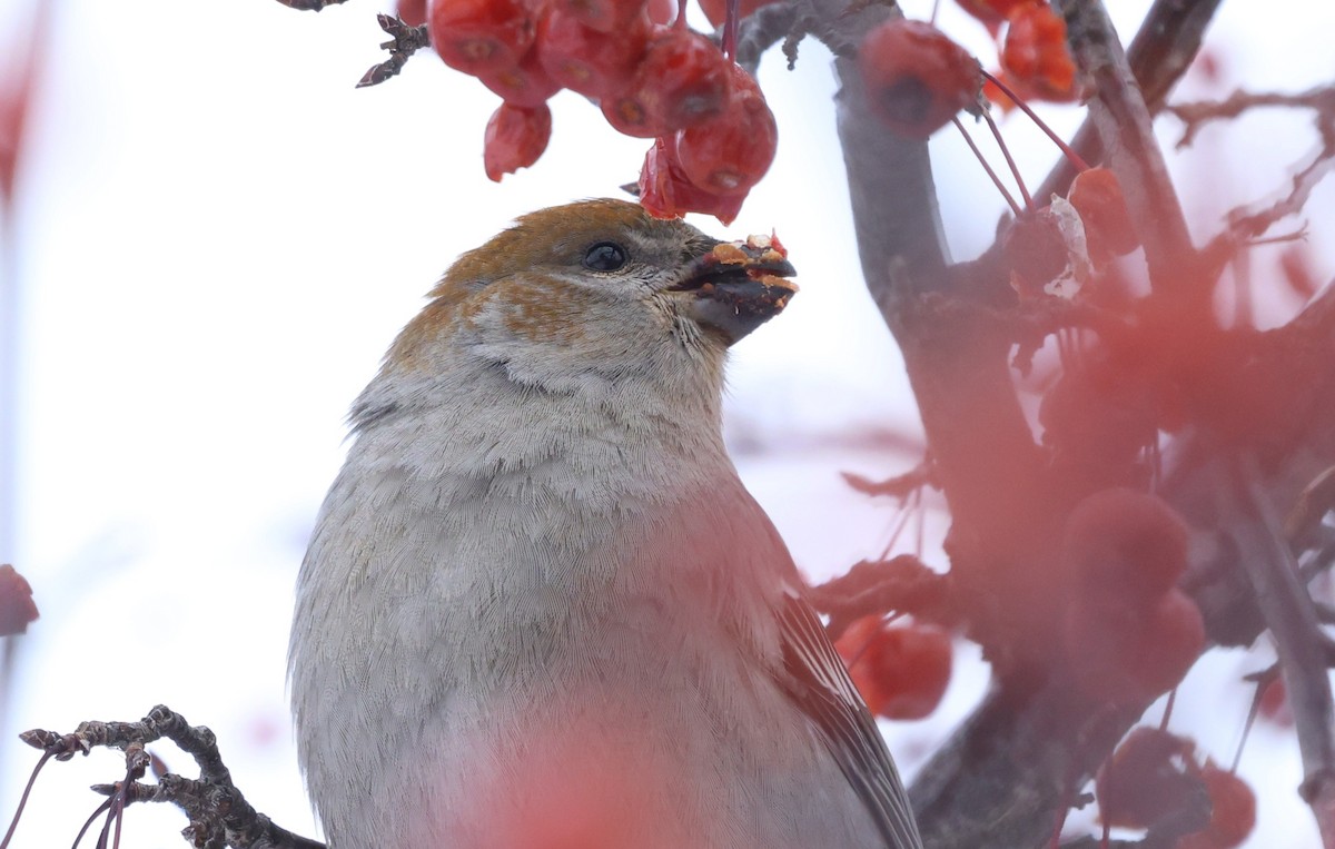 ギンザンマシコ - ML647206714