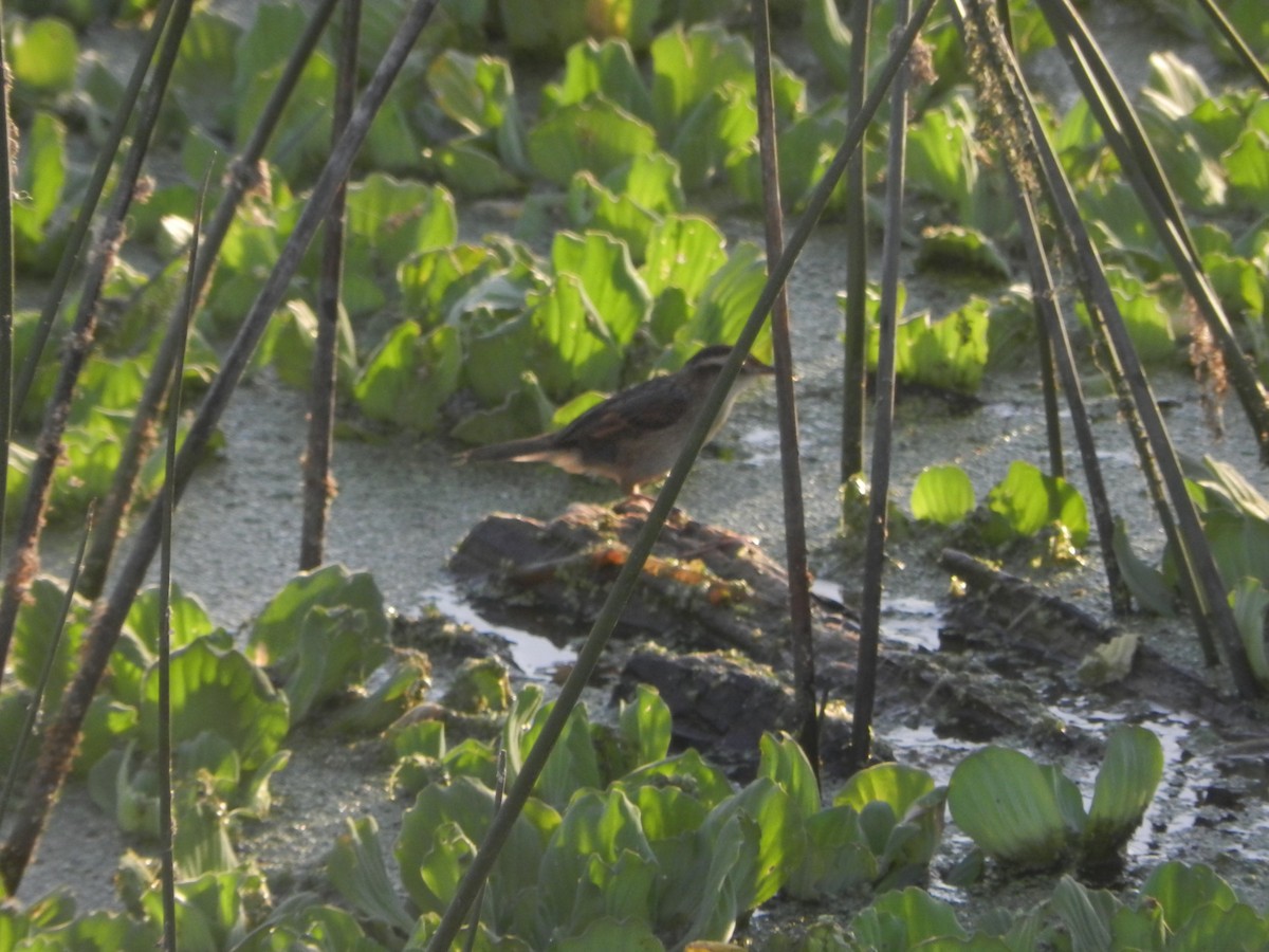 Wren-like Rushbird - ML647206718