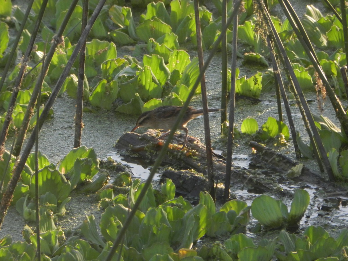 Wren-like Rushbird - ML647206719