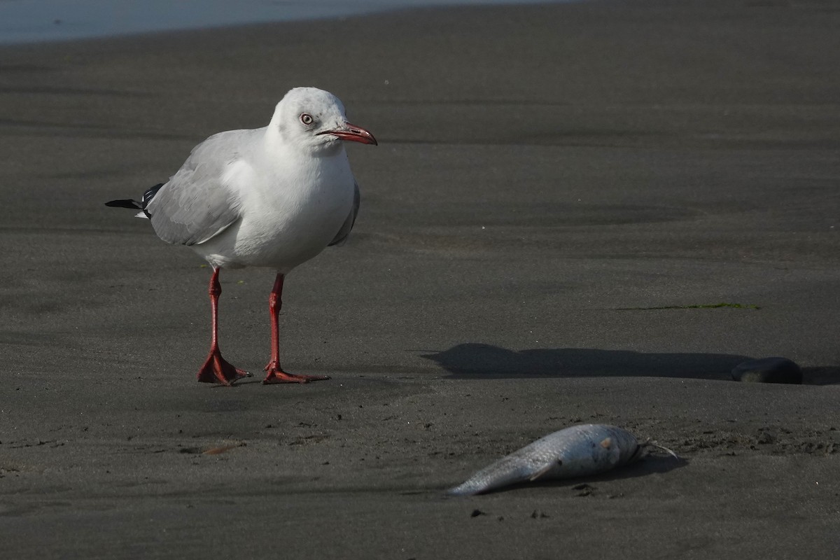 Мартин сіроголовий - ML647206728