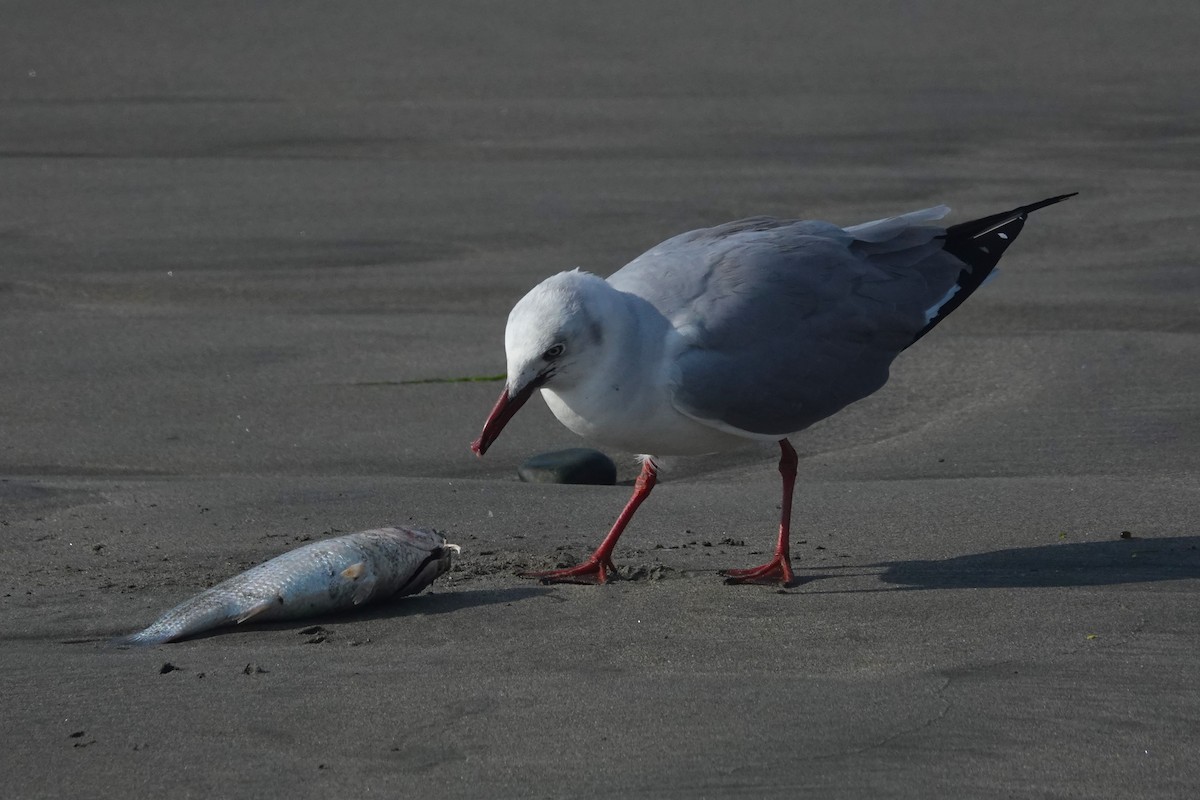 Мартин сіроголовий - ML647206729