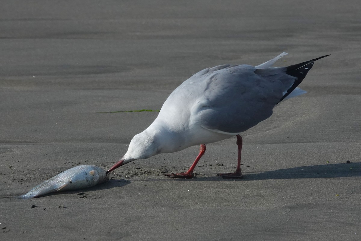 Мартин сіроголовий - ML647206730