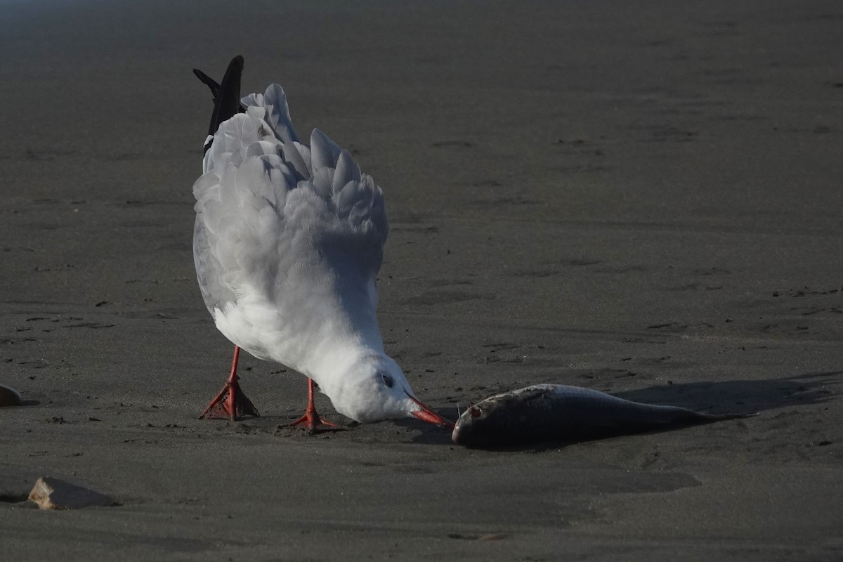 Мартин сіроголовий - ML647206731