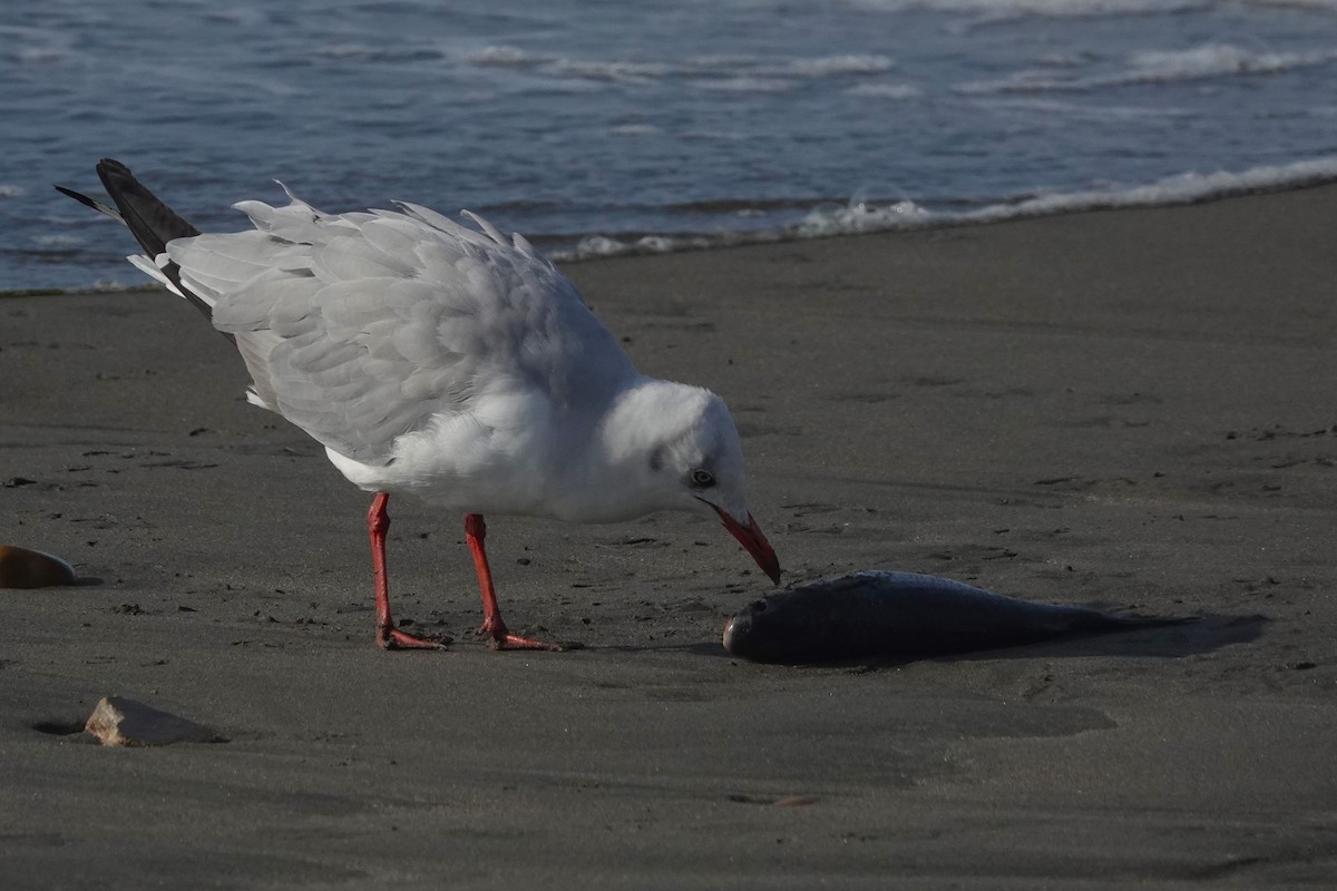 Мартин сіроголовий - ML647206732