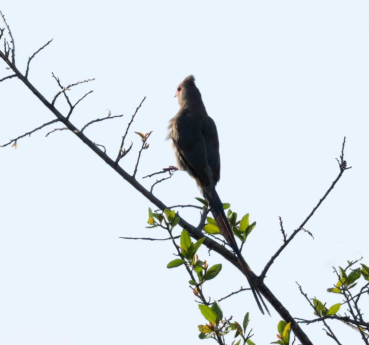 Red-faced Mousebird - ML647206741