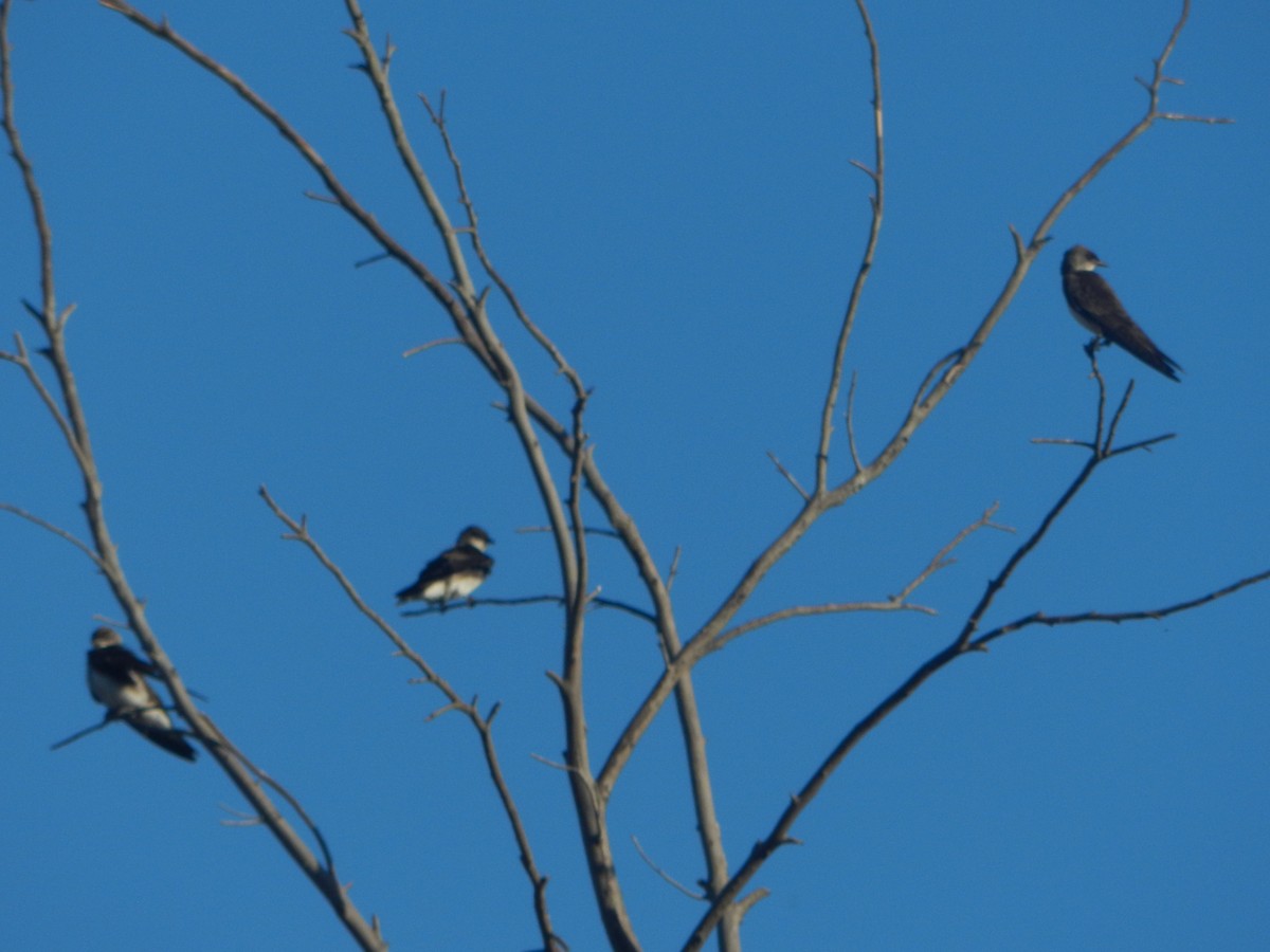 Brown-chested Martin - ML647206751