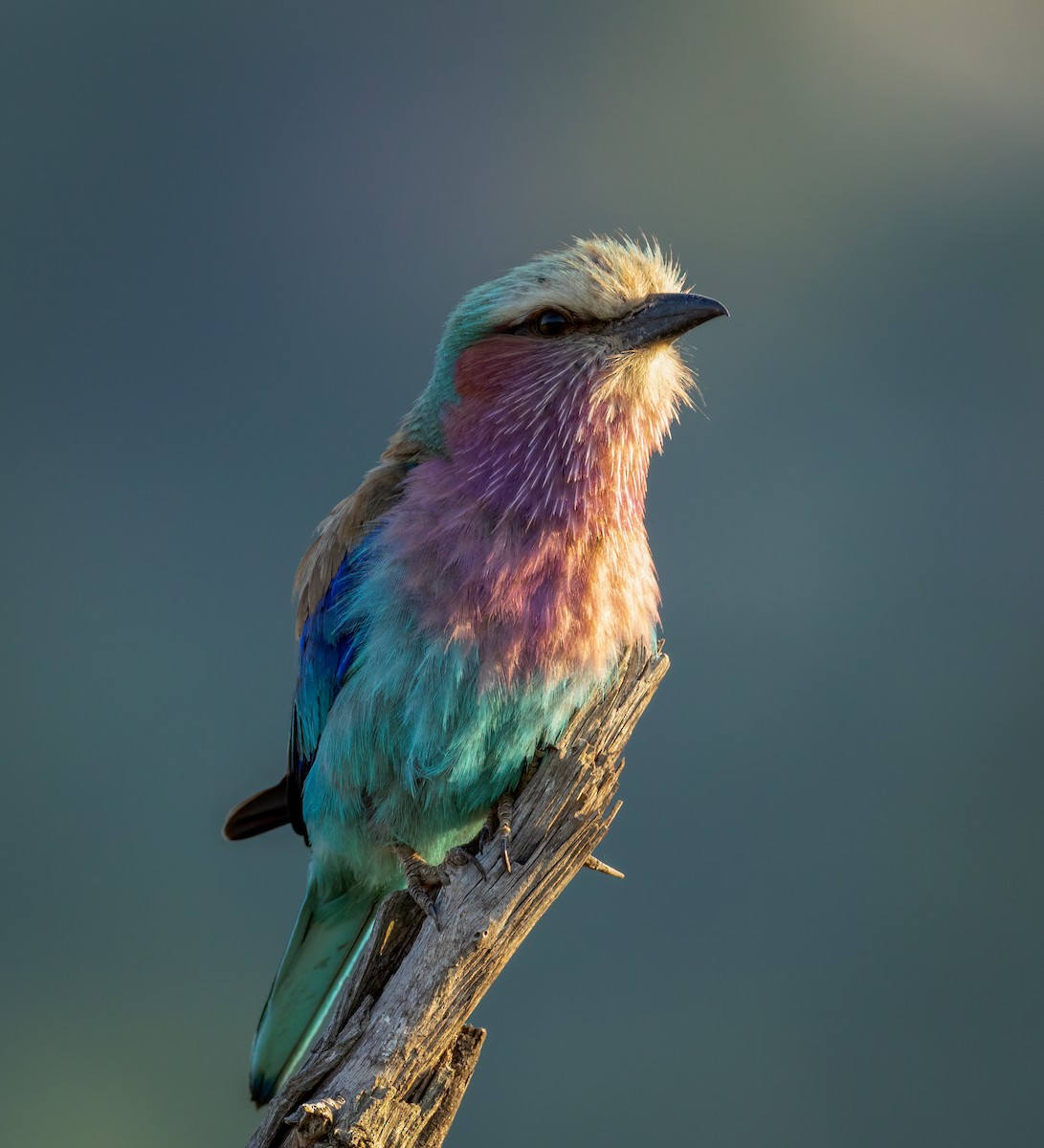 Lilac-breasted Roller - ML647206778