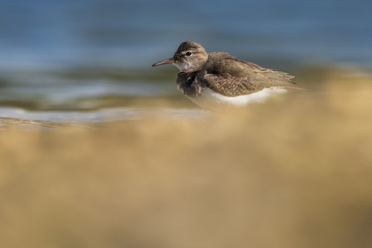 Spotted Sandpiper - ML647206799
