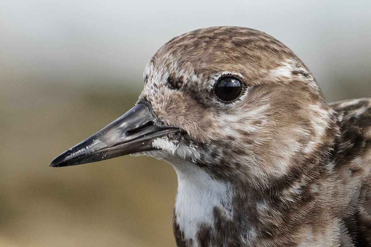 Ruddy Turnstone - ML647206807