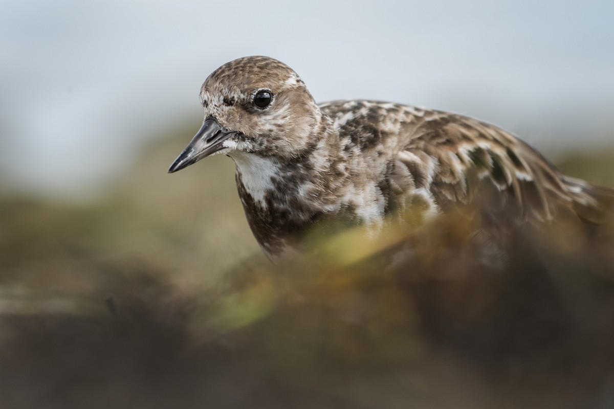 Ruddy Turnstone - ML647206808