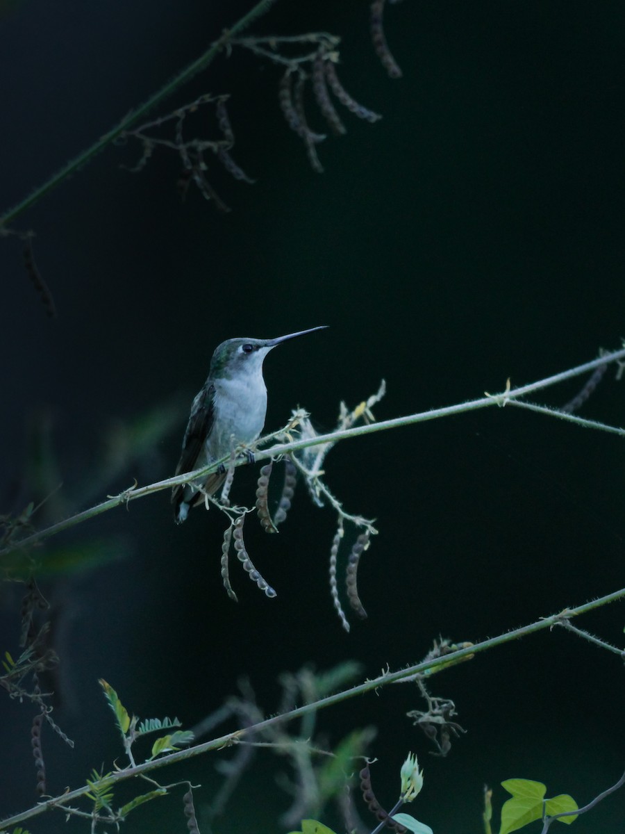 Colibri à gorge rubis - ML647206810