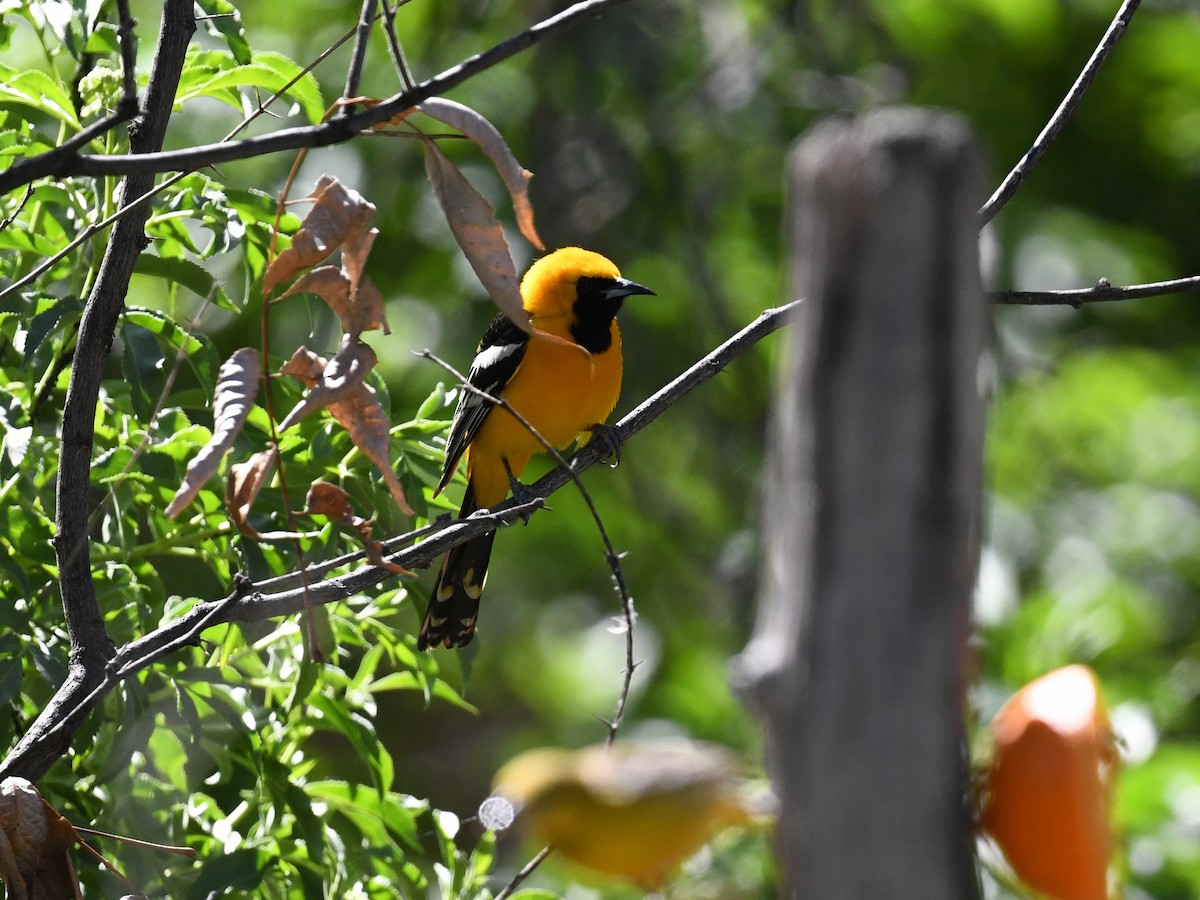 Hooded Oriole - ML647206834