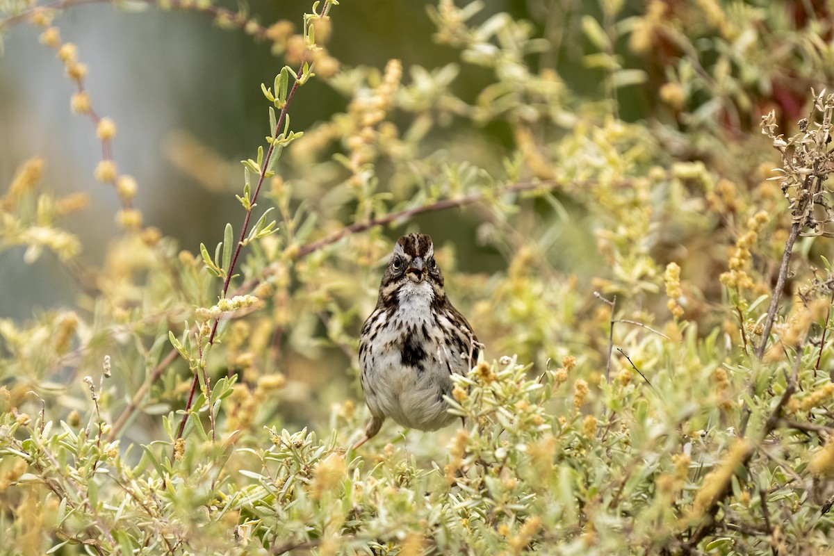 strnadec zpěvný - ML647206850