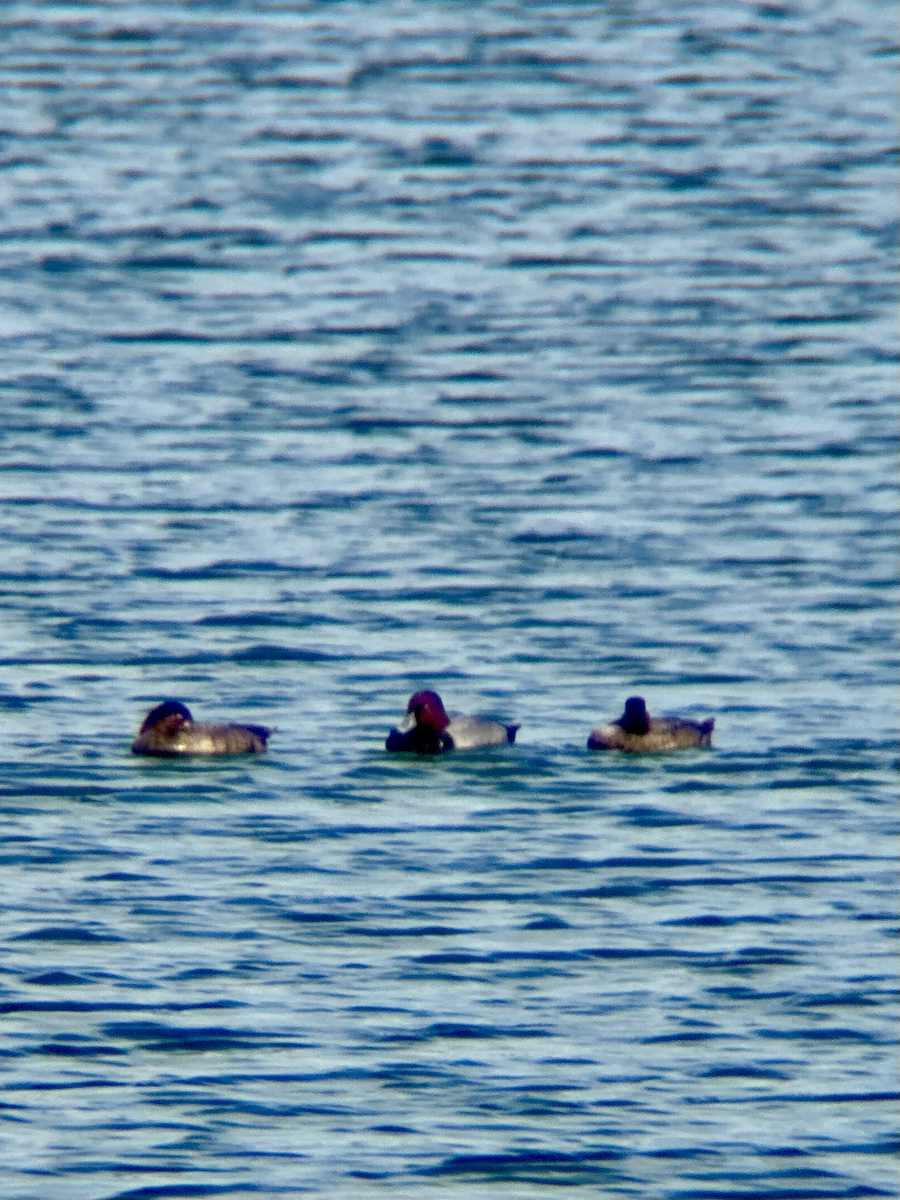 Redhead - ML647206851