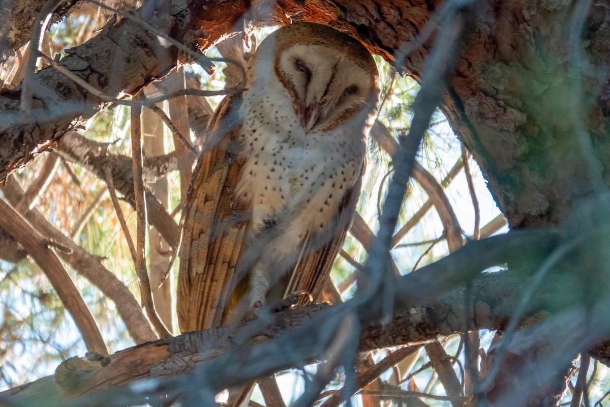 American Barn Owl - ML647206864